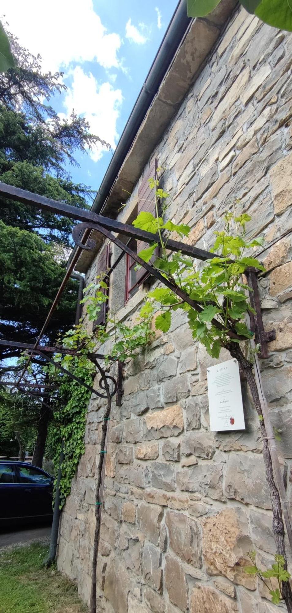 Bordon Wines, Estate With Accommodation Dekani Esterno foto